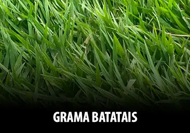 grama-batatais-index