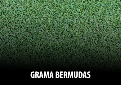 grama-bermudas-index (1)