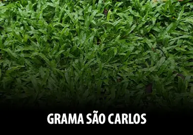 grama-sao-carlos-index